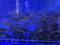 -芦茨金富饭庄·25年老字号·专做稻草鸡