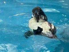 -帝企鹅自助餐厅•儿童岛•真企鹅(长隆企鹅酒店)