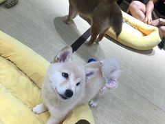 -逗柴咖啡屋·狗咖猫咖宠物桌游