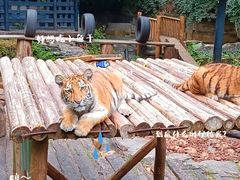 -广州长隆野生动物世界