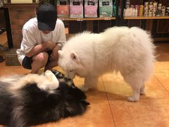 -more than meow吴止猫主题餐厅(承德 中船汇店)