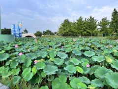 -西安浐灞国家湿地公园