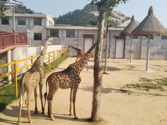 -西霞口神雕山野生动物世界