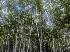 -汤旺河林海奇石景区