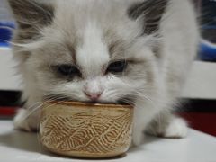 -纳吉亚猫专科动物医院博雅分院