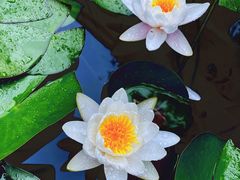 -上海滨江森林公园