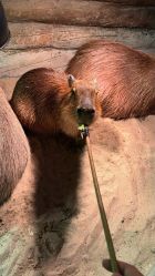 -Zoolung Zoolung动物主题公园(海信广场店)