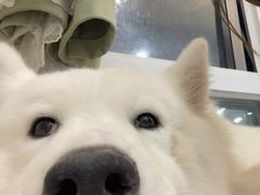 -共舞时光猫咖·狗咖(新街口店)