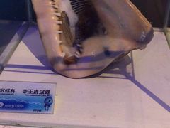 -贝壳梦幻世界