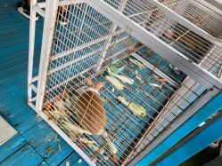 -小蜜蜂农场(凯德七宝购物广场店)