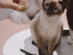 -猫儿山۰猫主题餐厅