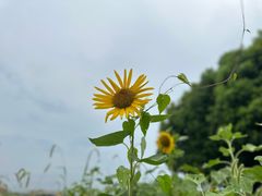 -虎丘湿地公园