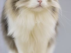 -柴迷FANS CLUB·柴犬狗咖·猫咖