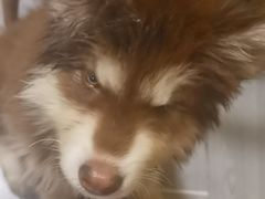 -小志家.野生菌鲜切牦牛肉牛杂火锅