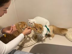 -More Fun猫咖 二十只万元加菲主题