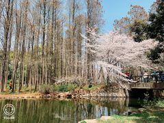 -上海共青森林公园