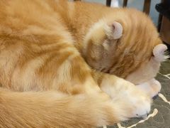 -平行世界·猫咖(首经贸店)