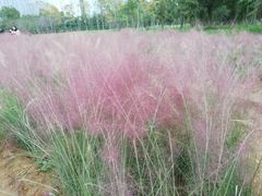 -艾溪湖湿地公园