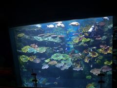 -暹罗海洋世界