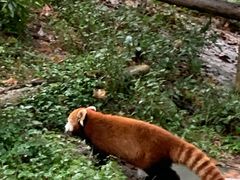 -都江堰中华大熊猫苑