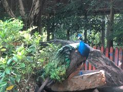 -广州长隆飞鸟乐园