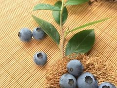 -金谷域澳洲庄园