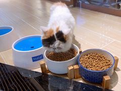 -momokira米努特·德文卷毛猫·棉花面纱犬