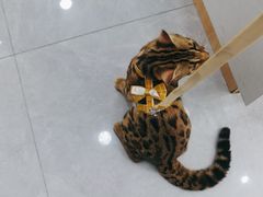 -瑞派长江宠物医院·猫科·外科·24小时夜护(谊城公寓分院)