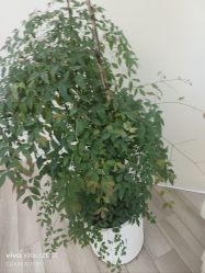 -HEYAN荷妍专业脱毛连锁机构