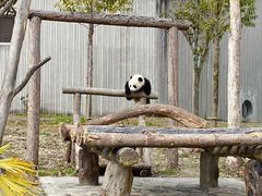 -卧龙中华大熊猫苑神树坪基地