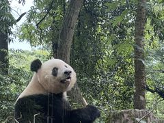 -中国大熊猫保护研究中心雅安碧峰峡基地