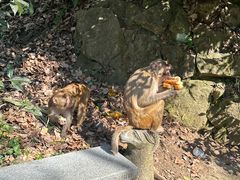 -黔灵山公园
