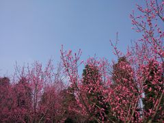 -秀丽东方