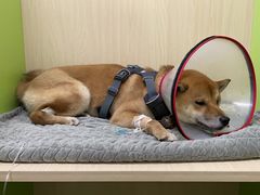 -美联众合动物医院·24h转诊中心