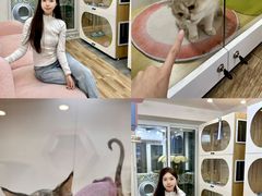 -青奢宠物·青奢猫舍