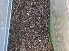 奶油瓜子-刘艳明炒货(小心桥店)