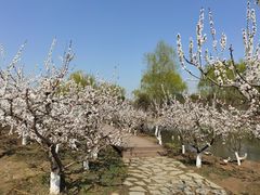 -西安浐灞国家湿地公园