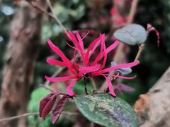 -黄埔荔枝公园