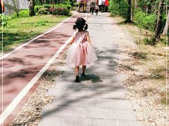 -合肥滨湖国家森林公园