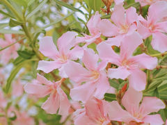 -香蜜公园