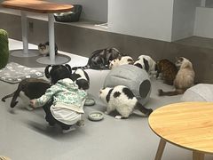-Cappucimeow猫咪咖啡馆(韦伯时代店)