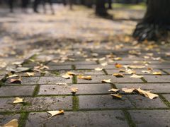 -四川大学(望江校区)
