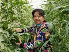 -庞各庄西瓜蔬菜采摘园·锦华瓜园