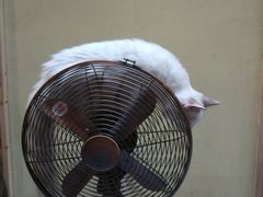 -猫色咖啡·猫咖