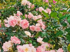 -人民公园(罗湖区)