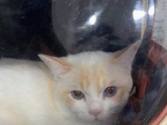 -四月宠物医院·猫专科·心脏专科·内科(转塘店)