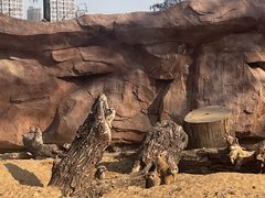 -武汉动物园
