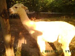 -石家庄市动物园