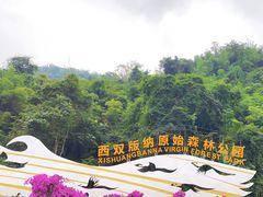-西双版纳原始森林公园