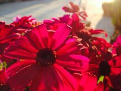 iphone_upload_pic-春暖花开(西溪店)